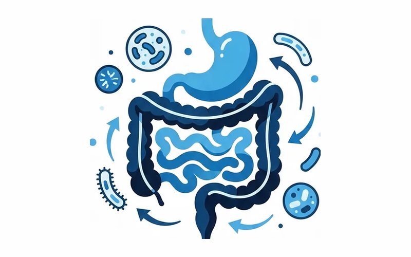 Know your gut: nutrients, foods and when to see a doctor